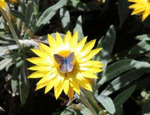 A pollinator on a flower